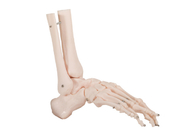 PVC humano de Skin Color do modelo da anatomia do osso da junção do OEM