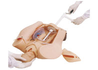 Simulador macio do nascimento da criança do coxim para a manobra de Leopold, modelos de treinamento médicos