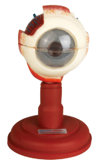 Três porções dissecaram o modelo modelo para médico, escola da anatomia do globo ocular do olho de cuidados