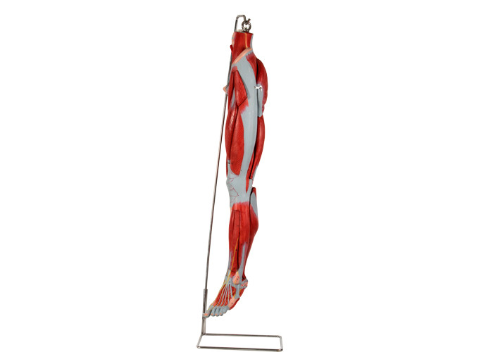 Nervos de With Main Vessels do modelo da anatomia do pé do músculo do PVC para o treinamento