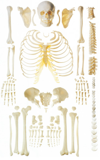 Modelo de esqueleto humano dispersado da anatomia do osso para a demonstração do osso