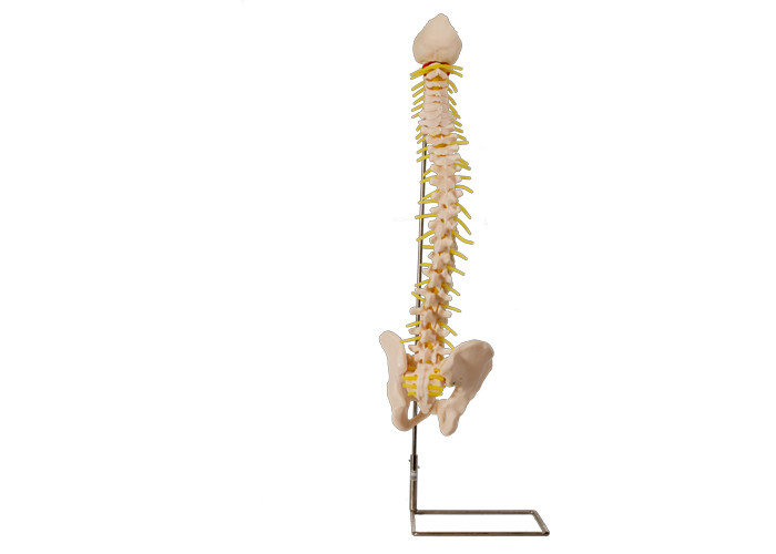 Modelo de formação médico With Pelvic da coluna vertebral da anatomia do PVC